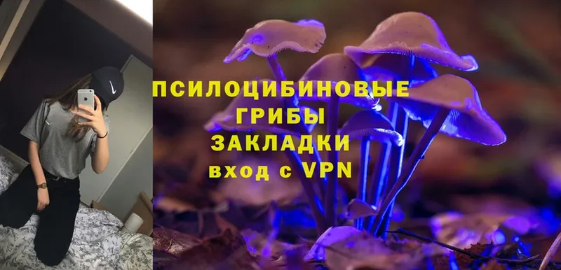 Псилоцибиновые грибы Cubensis  Бузулук 